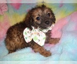 Small #2 YorkiePoo