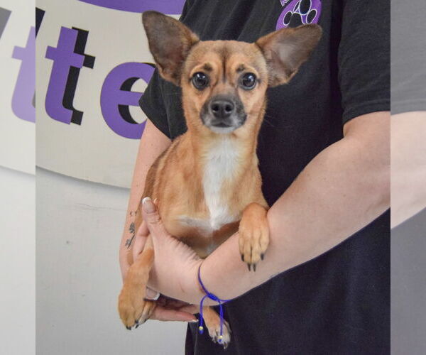 Medium Photo #3 Chipin Puppy For Sale in Huntley, IL, USA