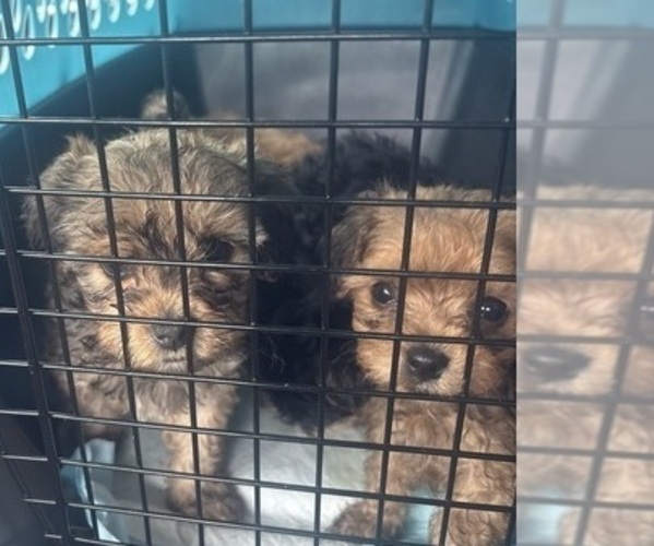 Medium Photo #11 Yorkipoo Puppy For Sale in ARLINGTON, TX, USA