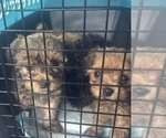 Small #10 Yorkipoo