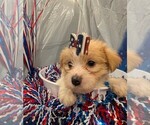 Puppy Fern Morkie