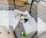 Small #2 Whippet Mix