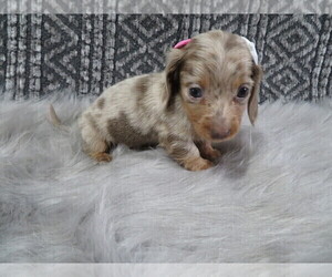 Dachshund Puppy for sale in HAWESVILLE, KY, USA