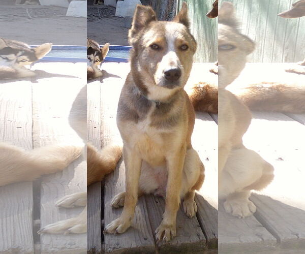 Medium Photo #2 Siberian Husky-Unknown Mix Puppy For Sale in Pacific grove , CA, USA