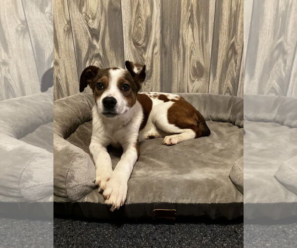 Medium Photo #1 Jack Russell Terrier-Unknown Mix Puppy For Sale in Ball Ground, GA, USA