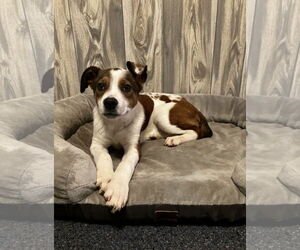 Jack Russell Terrier-Unknown Mix Dogs for adoption in Ball Ground, GA, USA