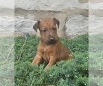 Small #2 Irish Terrier