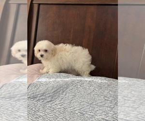 Morkie Puppy for sale in BENSON, NC, USA