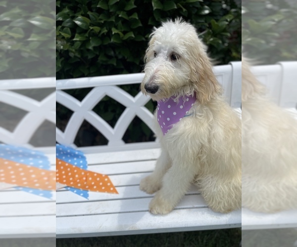 Medium Photo #2 Goldendoodle Puppy For Sale in GAFFNEY, SC, USA