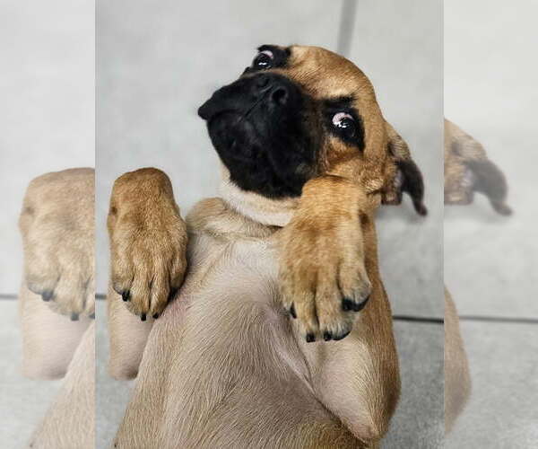Medium Photo #2 Puggle Puppy For Sale in Los Angeles, CA, USA