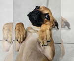 Small #1 Puggle