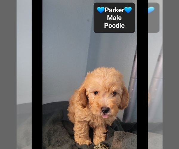 Medium Photo #2 Poodle (Toy) Puppy For Sale in TUCSON, AZ, USA