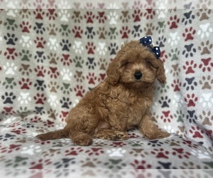 Cavapoo Puppy for sale in LAKELAND, FL, USA