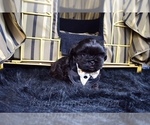 Small Photo #30 Shih Tzu Puppy For Sale in HAYWARD, CA, USA