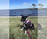 Small Photo #10 Bulldog-Labrador Retriever Mix Puppy For Sale in Sanford, FL, USA