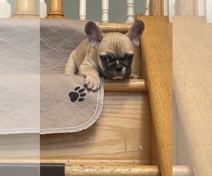 French Bulldog Puppy for Sale in LYNWOOD, Illinois USA