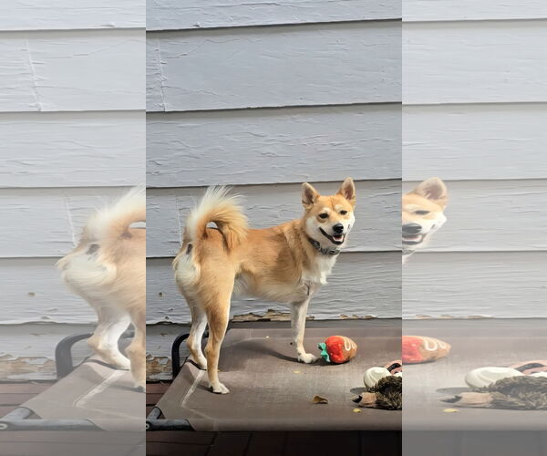 Medium Photo #5 Shiba Inu Puppy For Sale in Sandy, UT, USA