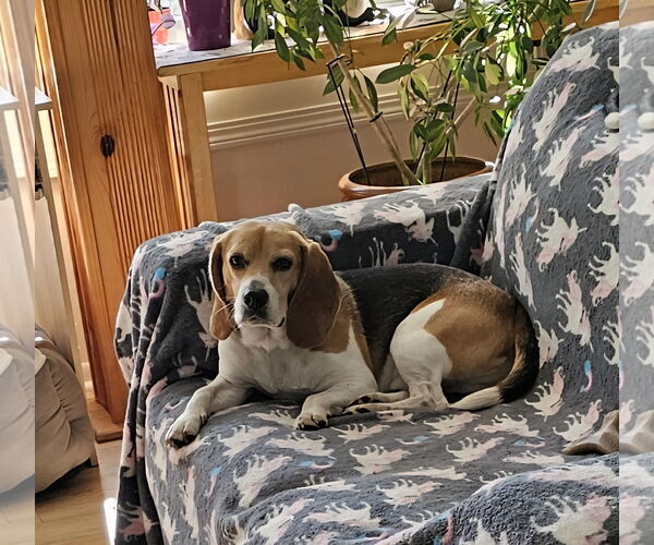 Medium Photo #3 Beagle Puppy For Sale in Jackson, NJ, USA