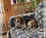 Small #2 Beagle