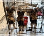 Small Yorkshire Terrier
