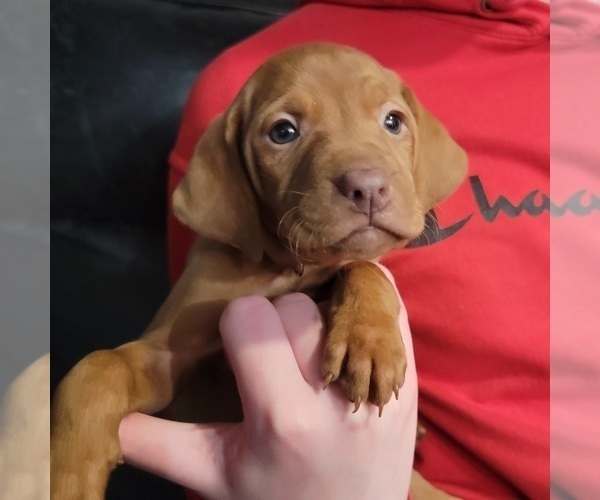 Full screen Photo #2 Vizsla Puppy For Sale in NEW YORK MILLS, MN, USA