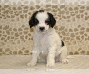 Miniature Bernedoodle Puppy for sale in DENVER, PA, USA