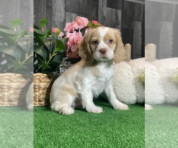 Medium Photo #4 Cocker Spaniel Puppy For Sale in CANOGA, NY, USA