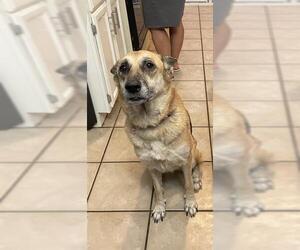 German Shepherd Dog-Unknown Mix Dogs for adoption in San Antonio, TX, USA