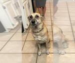 Small German Shepherd Dog Mix