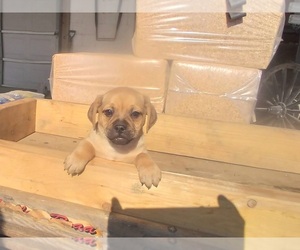 American Lo-Sze Pugg-Beagle Mix Puppy for sale in CADIZ, KY, USA