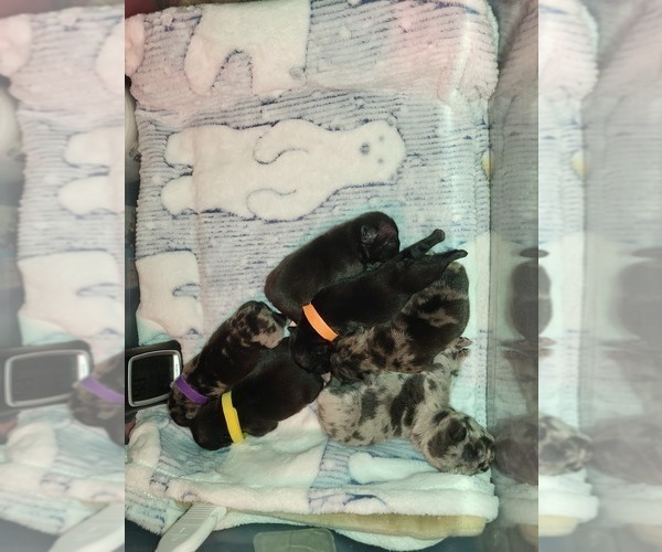 Medium Photo #3 French Bulldog Puppy For Sale in LARGO, FL, USA