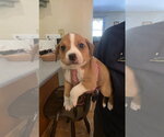 Small #4 Beagle Mix