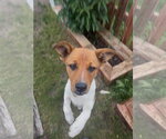 Small #3 Mutt
