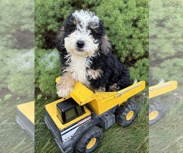 Medium Photo #4 Bernedoodle (Miniature) Puppy For Sale in MIDDLEBURY, IN, USA