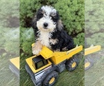 Small #3 Bernedoodle (Miniature)