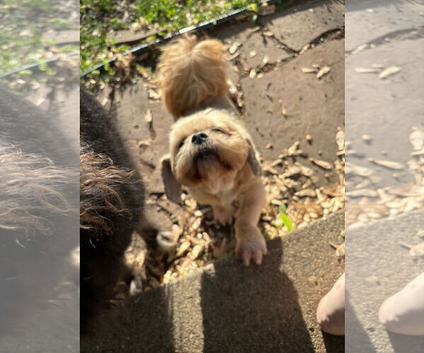 Medium Photo #2 Lhasa Apso-Unknown Mix Puppy For Sale in Farmington, MN, USA