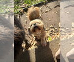 Small #1 Lhasa Apso Mix
