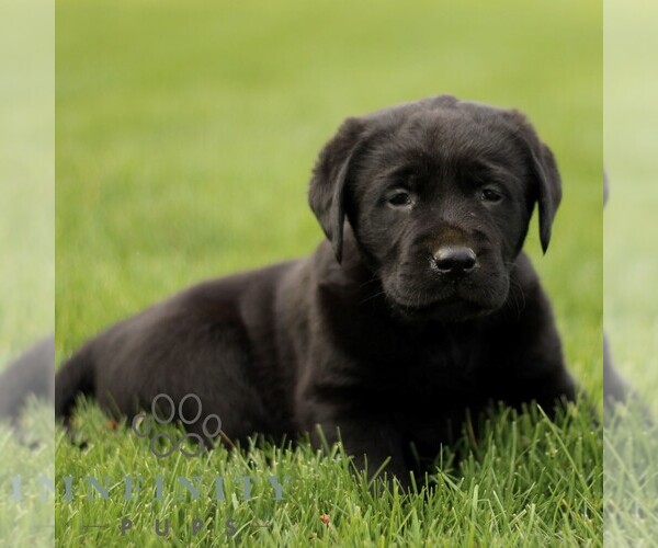 Medium Photo #1 Labrador Retriever Puppy For Sale in RONKS, PA, USA