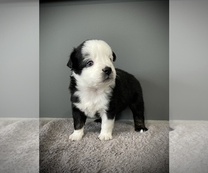 Miniature Australian Shepherd Puppy for sale in COVINGTON, PA, USA