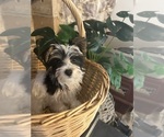 Small #8 Yorkshire Terrier