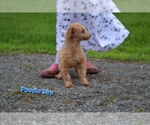 Father of the Cavapoo (Miniature) puppies born on 07/31/2026