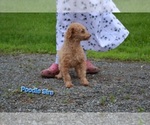 Small Photo #1 Cavapoo (Miniature) Puppy For Sale in GREENWOOD, WI, USA