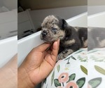 Small Photo #7 French Bulldog Puppy For Sale in RANDOLPH, MA, USA