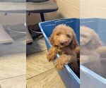 Small Photo #3 Goldendoodle Puppy For Sale in DETROIT, MI, USA