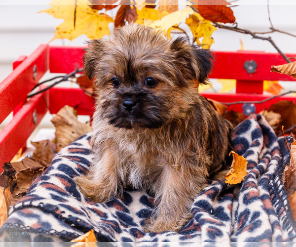 Medium Photo #3 Shorkie Tzu Puppy For Sale in WAKARUSA, IN, USA