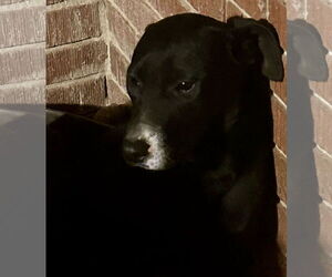 Mutt Dogs for adoption in Okolona, MS, USA