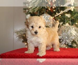 Maltipoo-Poodle (Toy) Mix Puppy for Sale in LIBERAL, Missouri USA