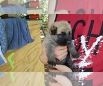 Small Photo #1 German Shepherd Dog Puppy For Sale in ROLLA, MO, USA