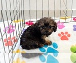Ginger - Female Cavapoo (Miniature)-Poodle (Toy) Mix Puppy for Sale - Photo #11