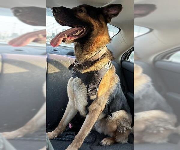 Medium Photo #1 German Shepherd Dog Puppy For Sale in San Antonio, TX, USA